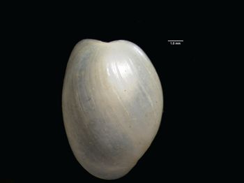 Media type: image; Malacology 297877
